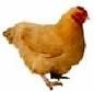 Gaina - Femela adultă a păsării - Animale domestice