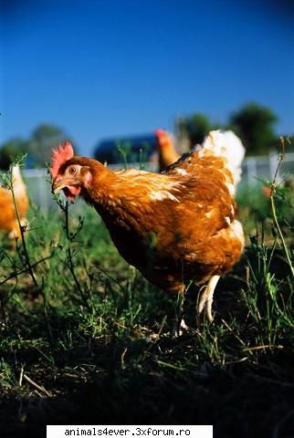 Gaina - raluca_i_love_animals - Animale domestice