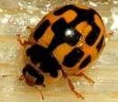 Gargarita - raluca_i_love_animals - Insecte
