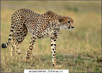 Ghepard - ghepardul e cel mai rapid animal terestru de pe - Mamifere