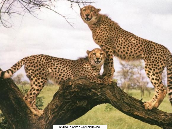 Ghepard - Tigrul - Mamifere