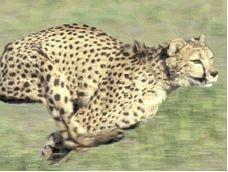 Ghepard - Tigrul - Mamifere