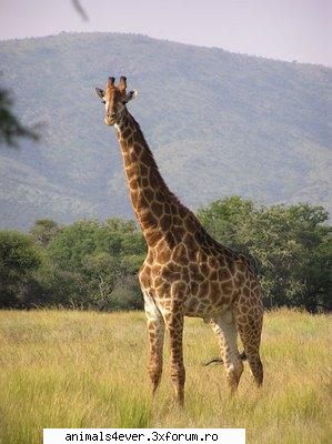 Girafa - raluca_i_love_animals - Mamifere