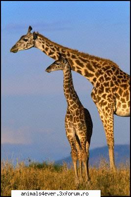 Girafa - raluca_i_love_animals - Mamifere