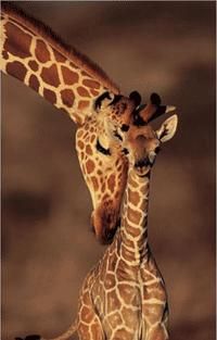 Girafa - Girafa se gaseste mai ales in zonele uscate din - Mamifere