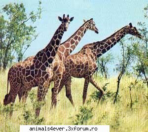 Girafa - raluca_i_love_animals - Mamifere