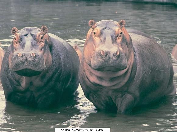 Hipopotam - raluca_i_love_animals - Mamifere