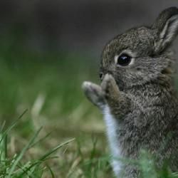 Iepure - raluca_i_love_animals - Mamifere