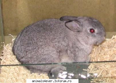 Iepure - raluca_i_love_animals - Mamifere