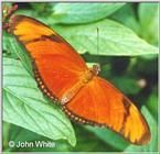 Insecte - raluca_i_love_animals - Insecte