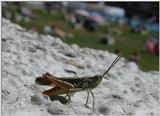Lacusta - raluca_i_love_animals - Insecte