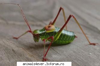 Lacusta - Lacusta este una dintre cele mai lacome insecte - Insecte