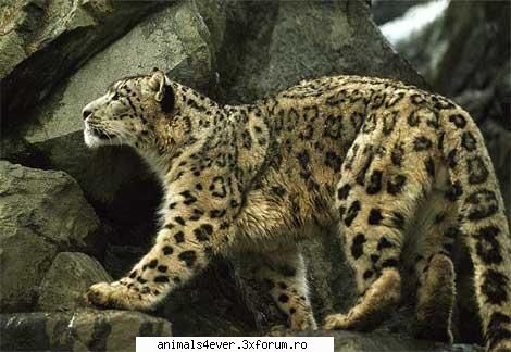 Leopardul - leopardul zapezilor e pe cale de disparitie :( - Mamifere