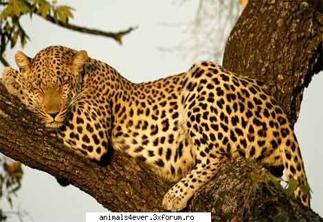 Leopardul - Tigrul - Mamifere