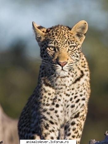 Leopardul - Tigrul - Mamifere