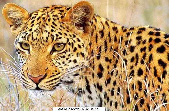 Leopardul - Tigrul - Mamifere