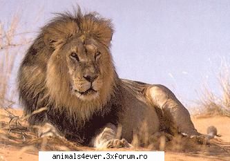 Leu - Leul se gaseste doar in Africa, in savane sau - Mamifere