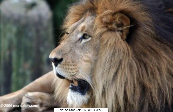 Leu - raluca_i_love_animals - Mamifere