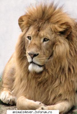 Leu - raluca_i_love_animals - Mamifere