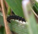 Licurici - raluca_i_love_animals - Insecte