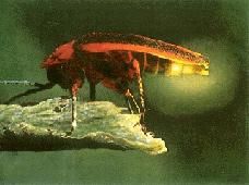 Licurici - Licuriciul este o insecta nu foarte raspandita - Insecte