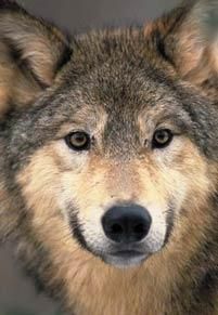 Lup - raluca_i_love_animals - Mamifere