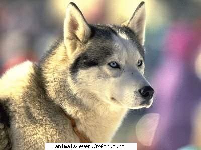 Lup - raluca_i_love_animals - Mamifere