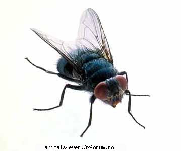 Musca - raluca_i_love_animals - Insecte