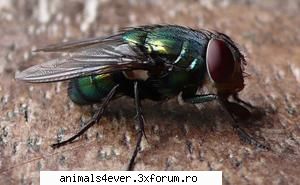 Musca - Musca traieste, dupa cum bine stim, oriunde - Insecte