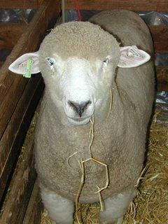 Oaie - raluca_i_love_animals - Mamifere