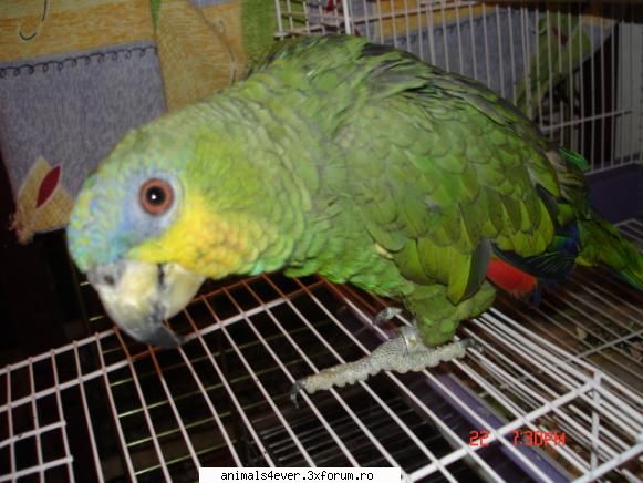 Papagal - raluca_i_love_animals - Pasari