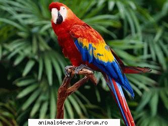 Papagal - Papagalul isi are originile in Africa, America de - Pasari