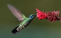 Pasarea Colibri - Pasarea colibri este cea mai mica pasare din lume - Pasari