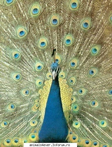 Paun - raluca_i_love_animals - Pasari