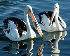 Pelican - Pelicanul (Pelecanus onocrotalus) este o pasare - Pasari