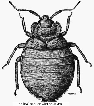 Plosnita - O mare parte a insectelor sunt gasite sub - Insecte