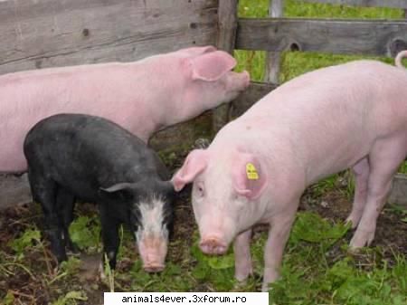 Porcul - raluca_i_love_animals - Animale domestice