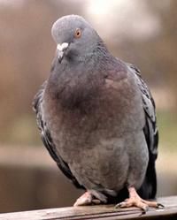 Porumbel - Porumbelul (Columbia palumbus) este o pasare ce - Pasari