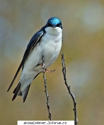 Randunica - raluca_i_love_animals - Pasari