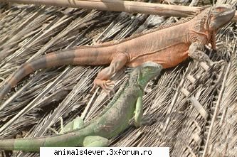 Reptile - Reptilele sunt vertebrate tetrapode care au - Reptile