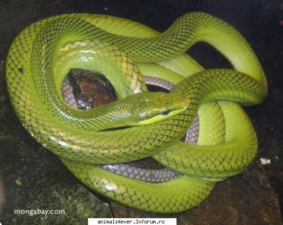 Sarpe - raluca_i_love_animals - Reptile