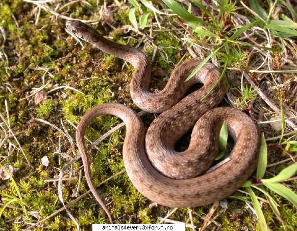 Sarpe - Tigrul - Reptile
