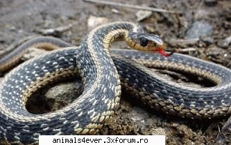 Sarpe - Exista in jur de 3000 de specii de serpi, ce pot - Reptile
