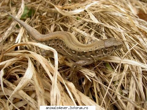 Soparla - raluca_i_love_animals - Reptile