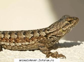 Soparla - Cele mai variate si raspandite specii de reptile - Reptile