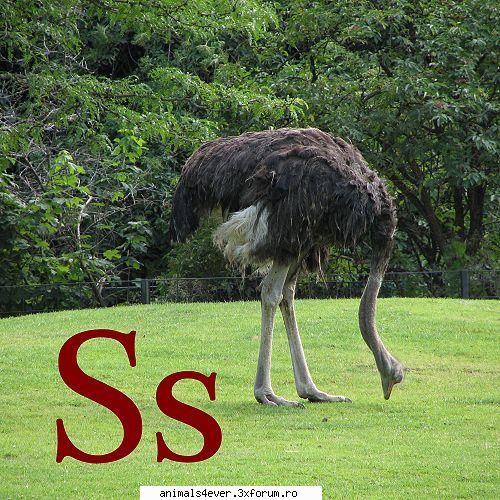 Strut - raluca_i_love_animals - Pasari