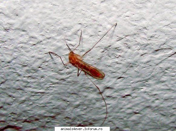 Tantarul - raluca_i_love_animals - Insecte