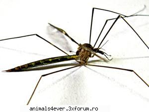 Tantarul - Clasa Insecta este de cele mai multe ori asociata - Insecte
