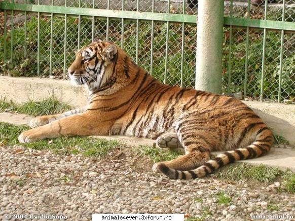 Tigrul - raluca_i_love_animals - Mamifere
