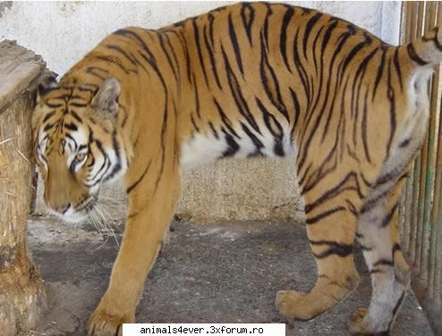 Tigrul - raluca_i_love_animals - Mamifere